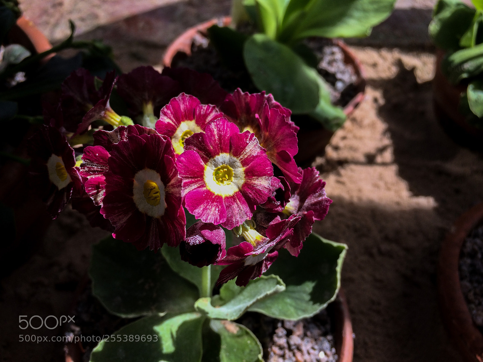Apple iPhone 5s sample photo. Primula auricula photography