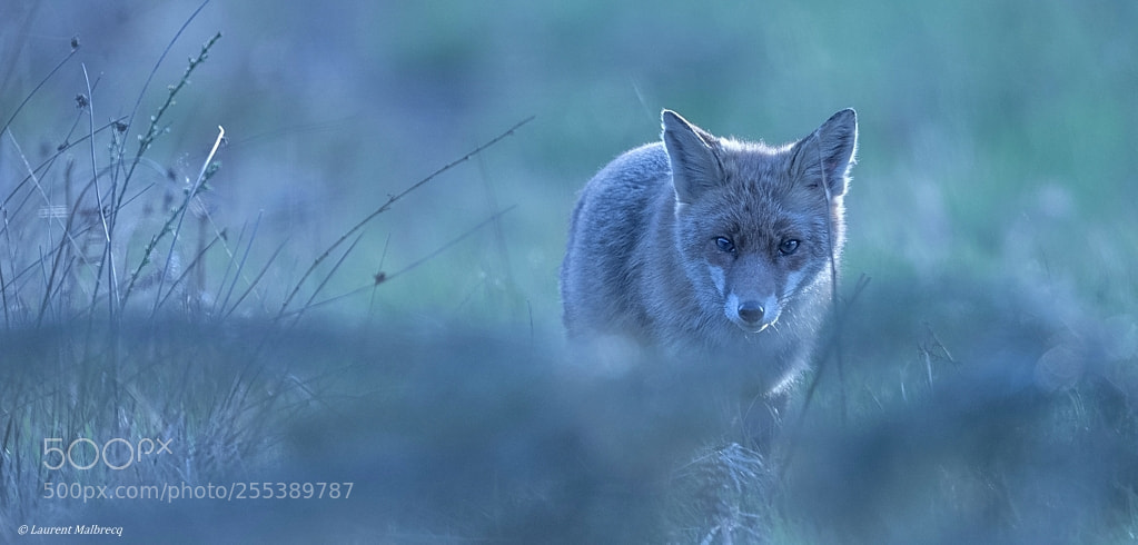 Nikon D500 sample photo. Fox dx5_7385-1.jpg photography