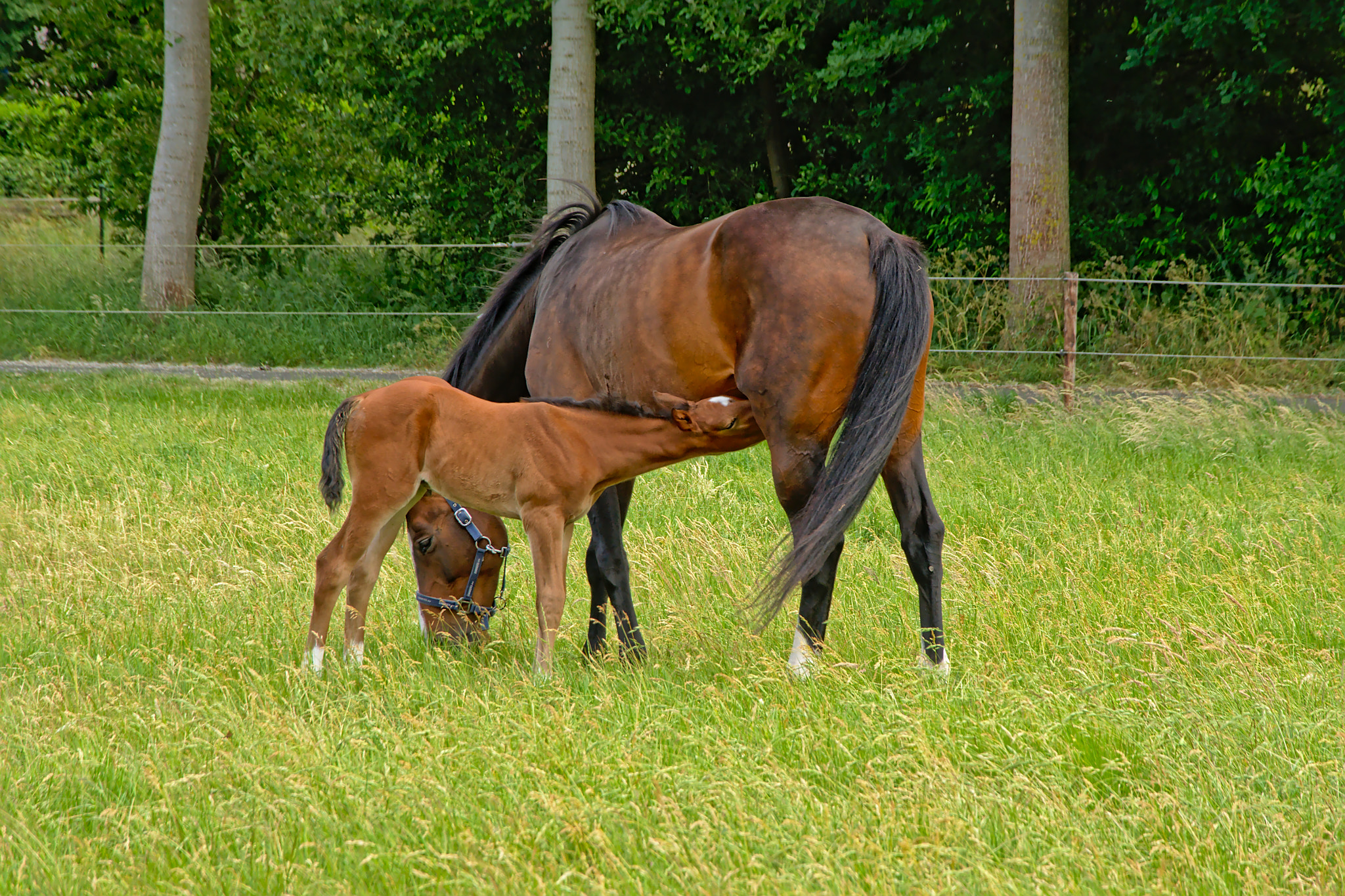 Nikon D5200 sample photo. Brown mare suckling her foal - cabalus photography