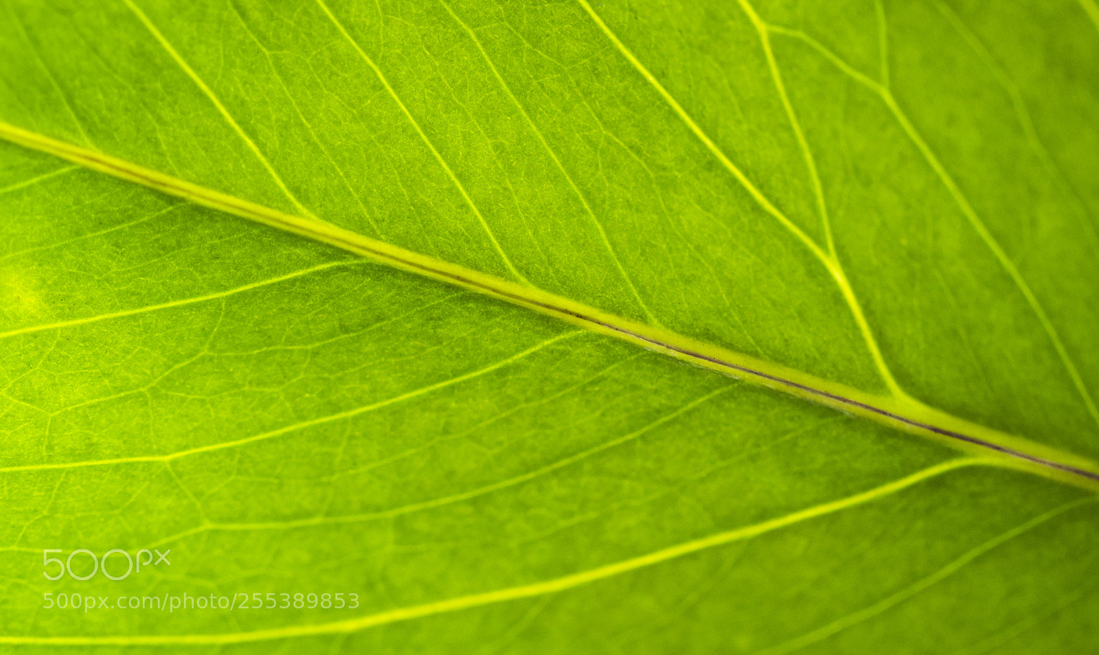 Canon EOS 6D sample photo. Nature simply amazing photography
