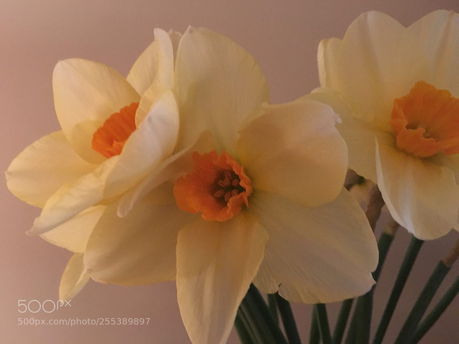 Apple iPhone 6s sample photo. Narcissi photography