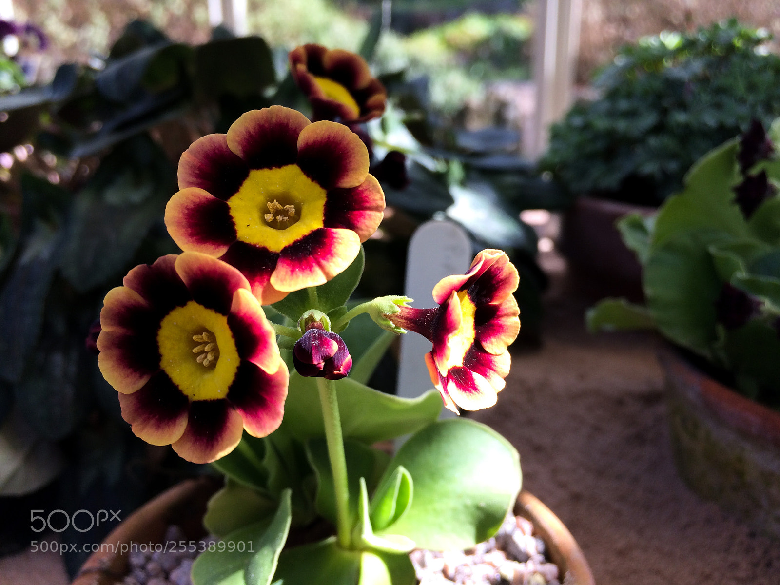 Apple iPhone 5s sample photo. Primula auricula photography