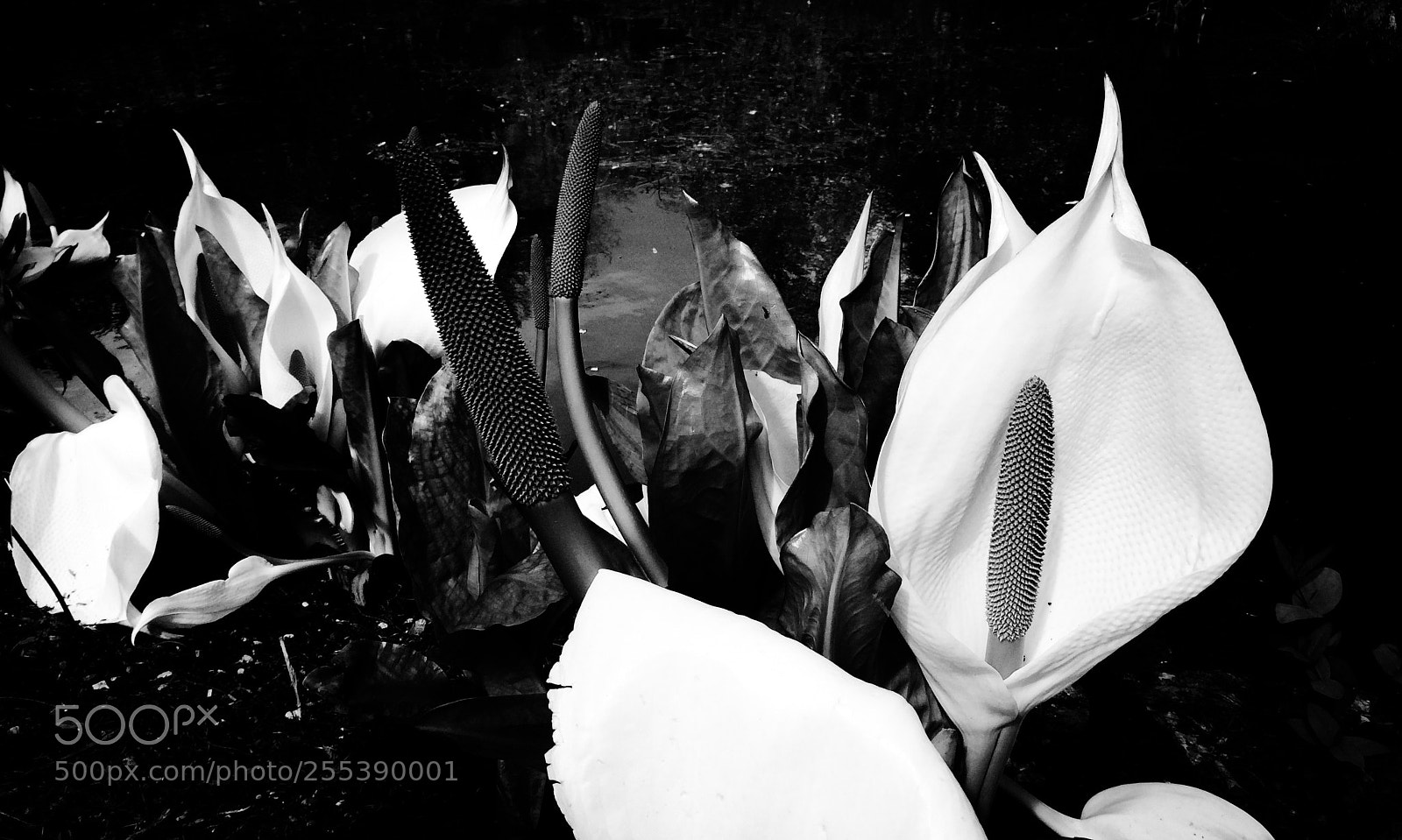 Apple iPhone 5s sample photo. Lysichiton camtschatcensis asian skunk photography