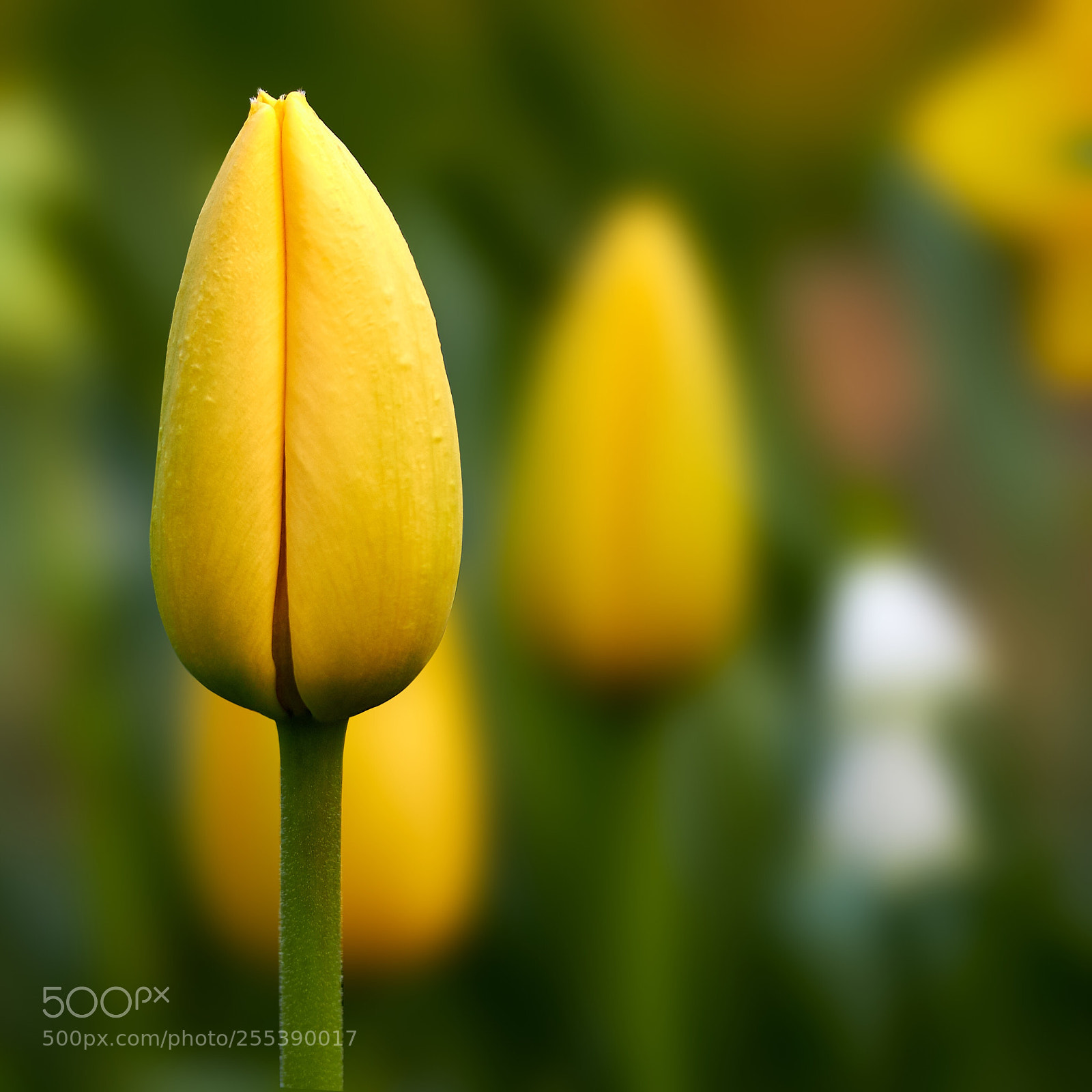 Canon EOS 600D (Rebel EOS T3i / EOS Kiss X5) sample photo. Yellow tulips  photography
