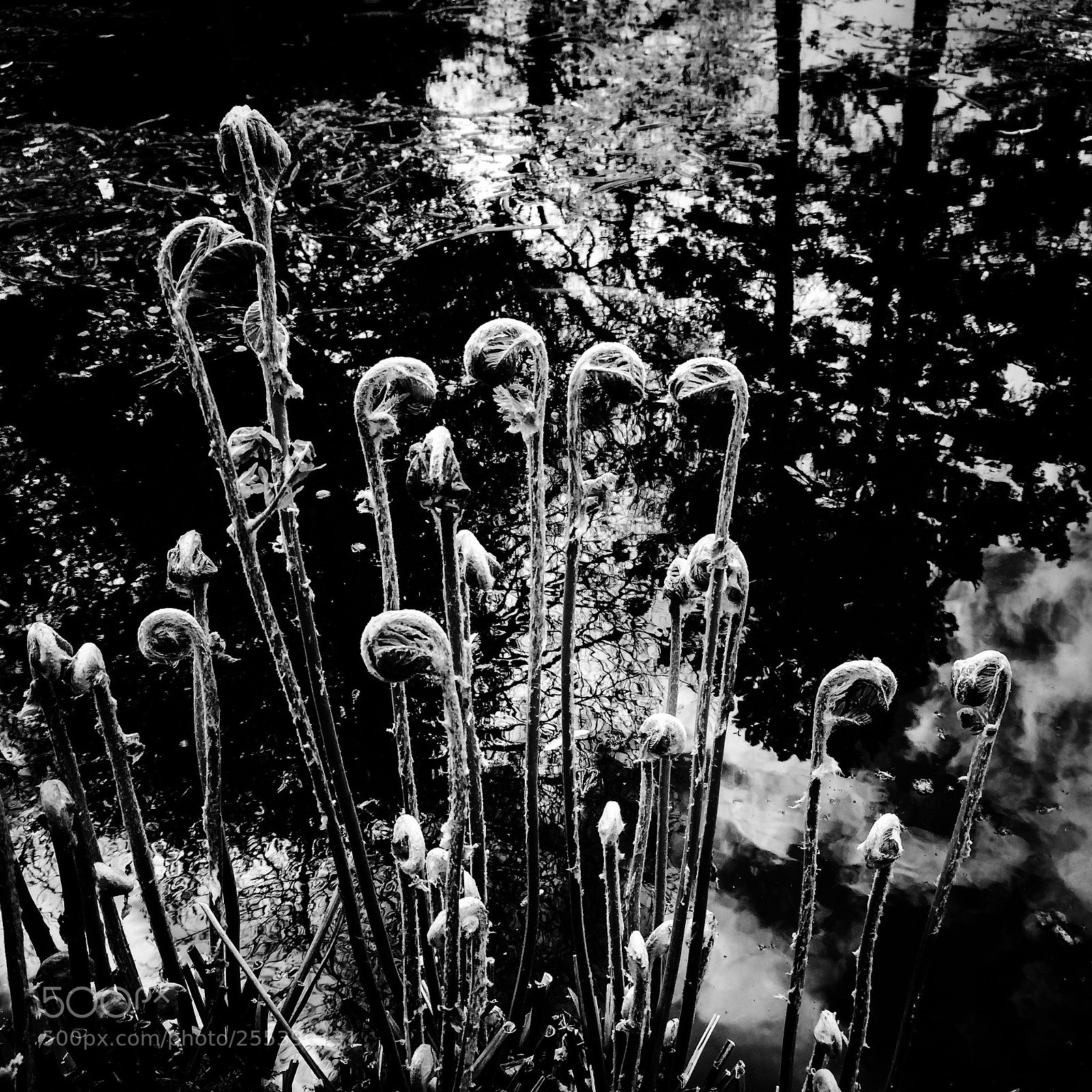 Apple iPhone 5s sample photo. Waterside ferns unfurl photography