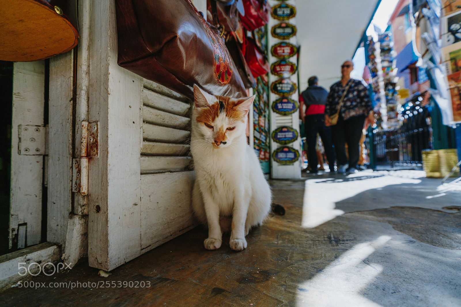 Sony a7R II sample photo. The colorful and vibrant photography