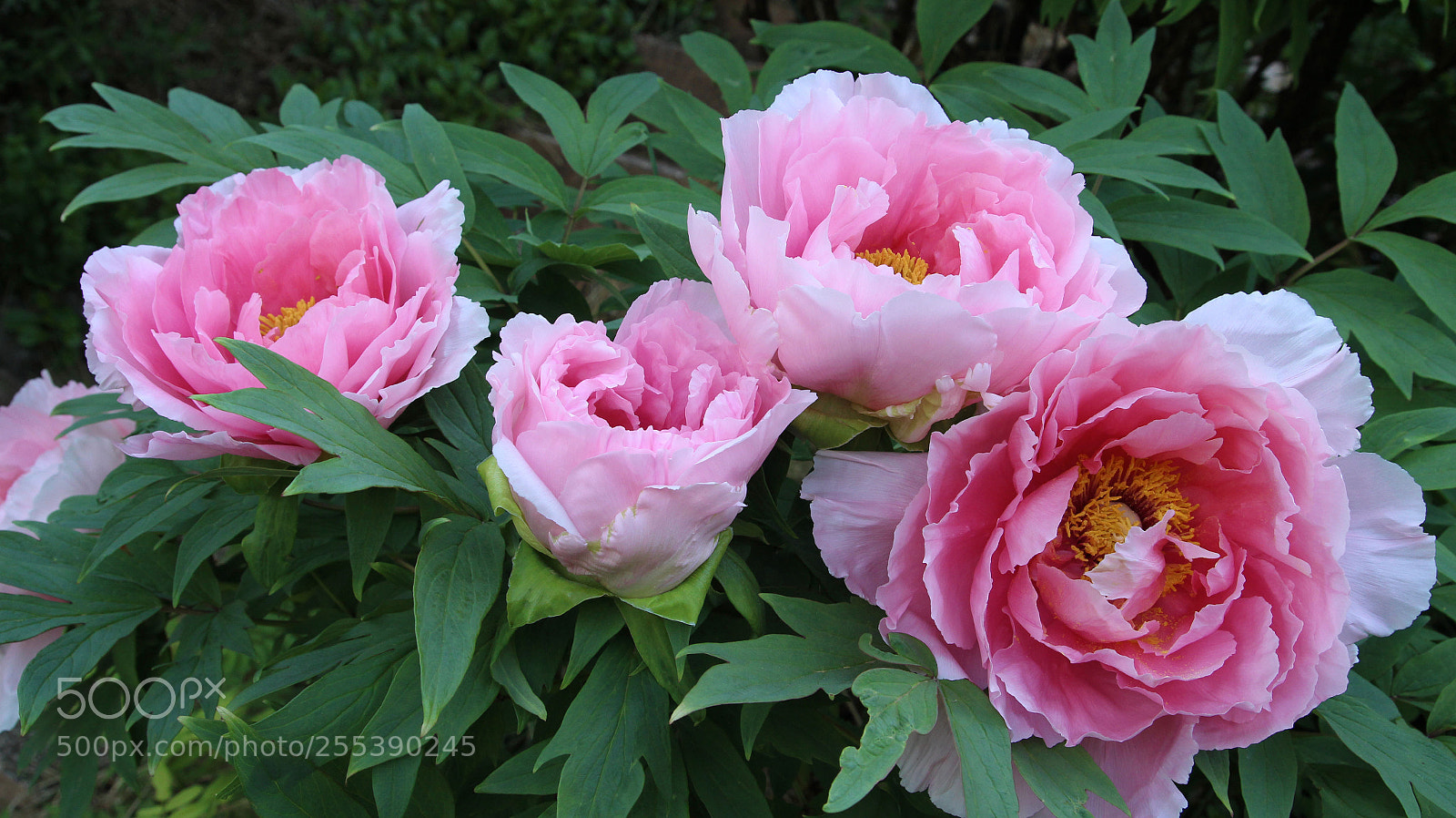 Canon EOS 650D (EOS Rebel T4i / EOS Kiss X6i) sample photo. Peonies photography