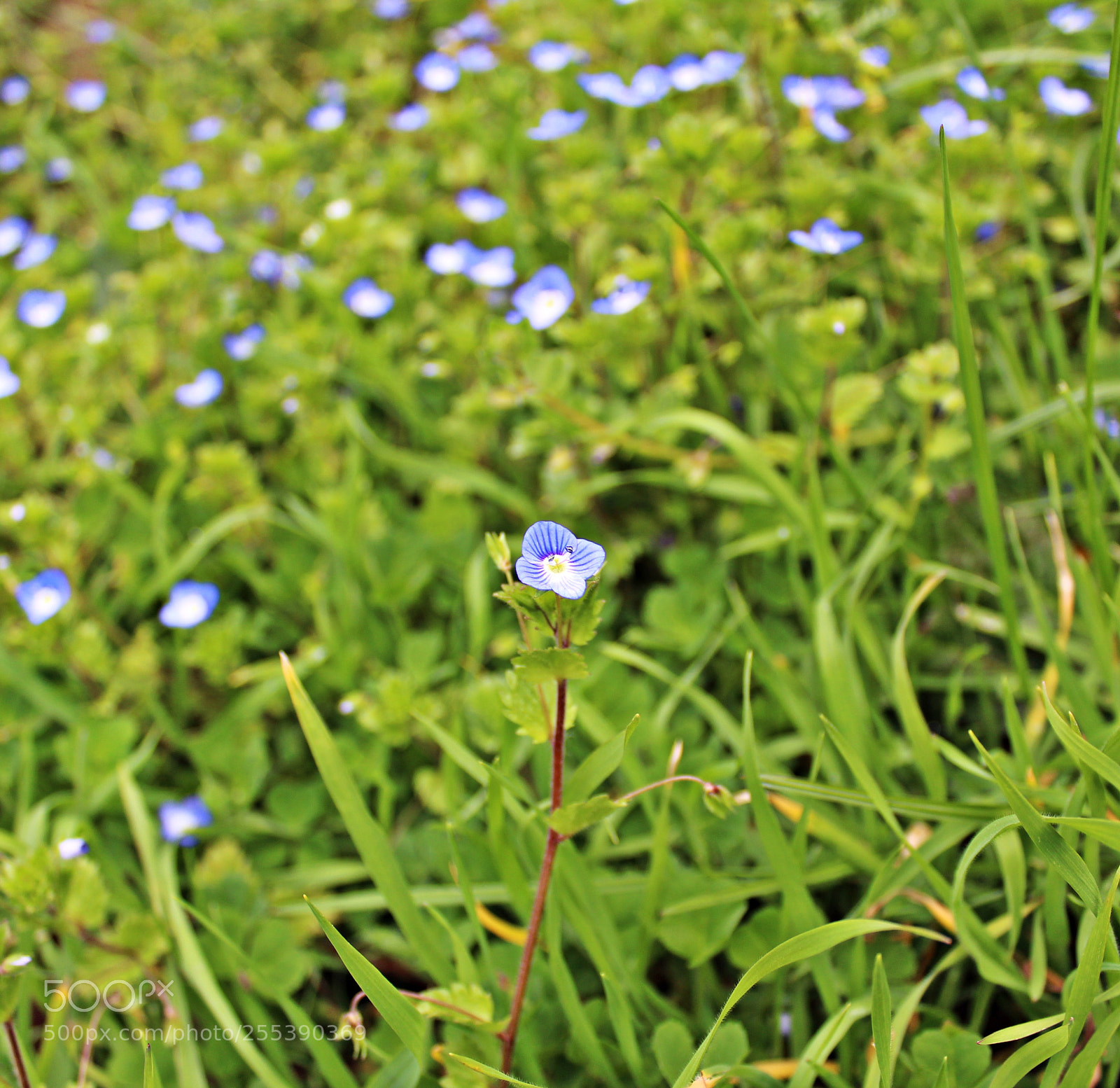 Canon EOS 1300D (EOS Rebel T6 / EOS Kiss X80) sample photo. Azul singular photography