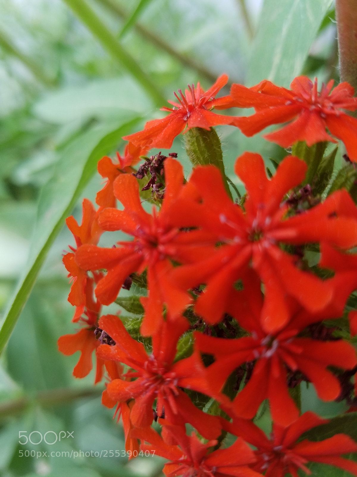 Samsung Galaxy S7 sample photo. Red bloom photography