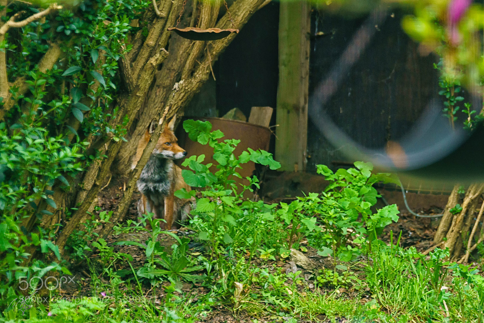 Sony a7R II sample photo. Fox april photography