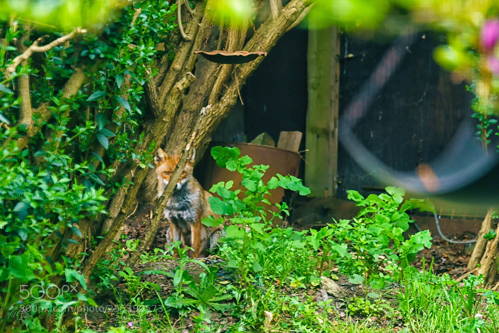 Sony a7R II sample photo. Fox april photography