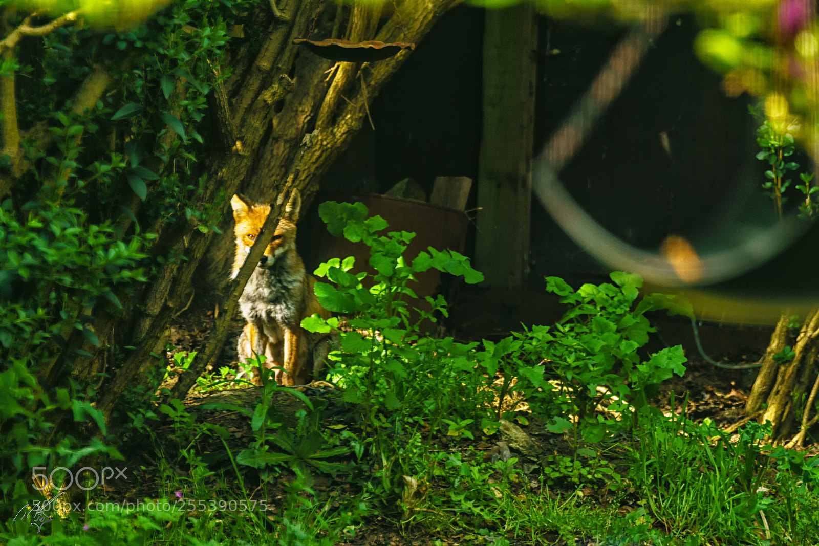 Sony a7R II sample photo. Fox april photography