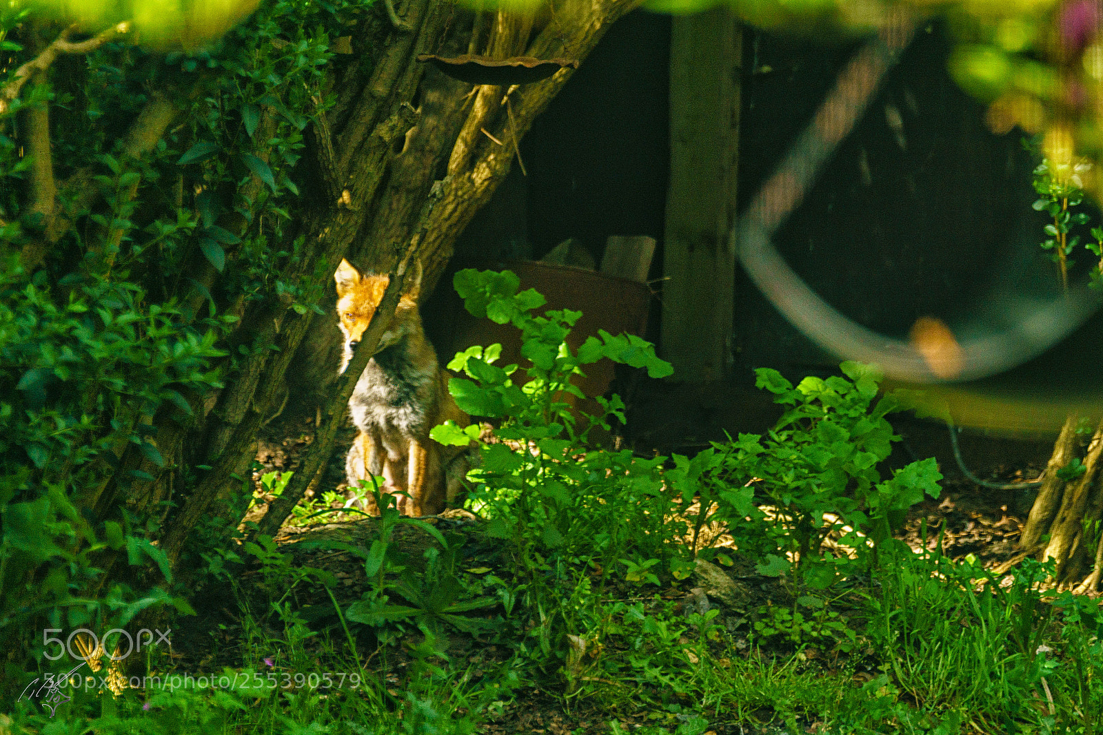 Sony a7R II sample photo. Fox april photography