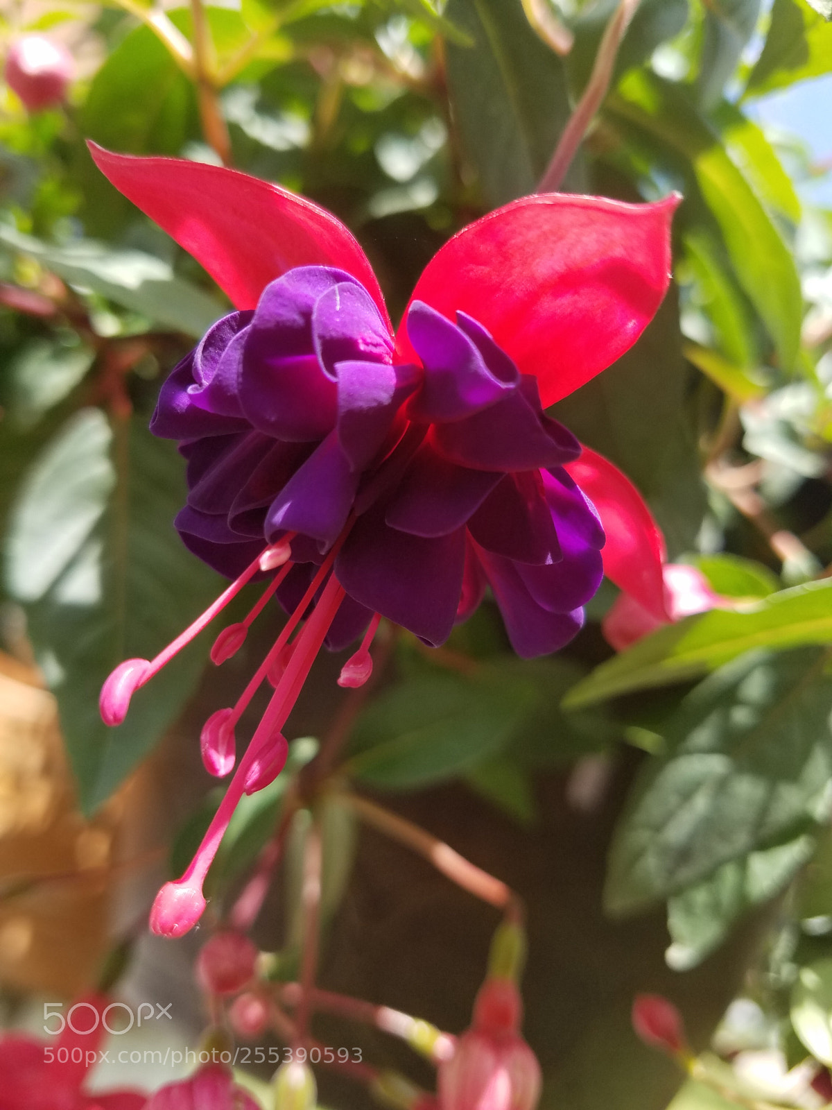 Samsung Galaxy S7 sample photo. Violet pink photography