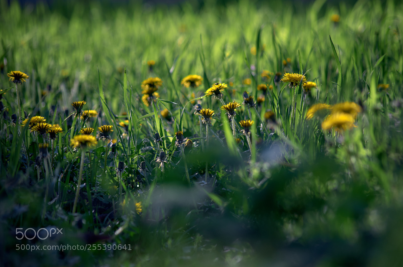 Pentax K-30 sample photo. Meadow of a dandelions photography