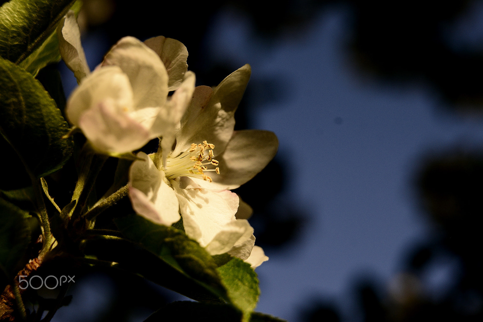 Sigma 17-50mm F2.8 EX DC OS HSM sample photo. Spring flower photography