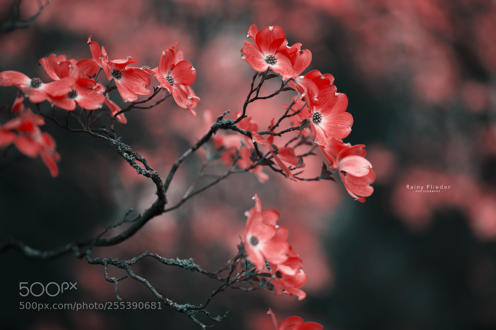 Canon EOS 6D sample photo. ... photography