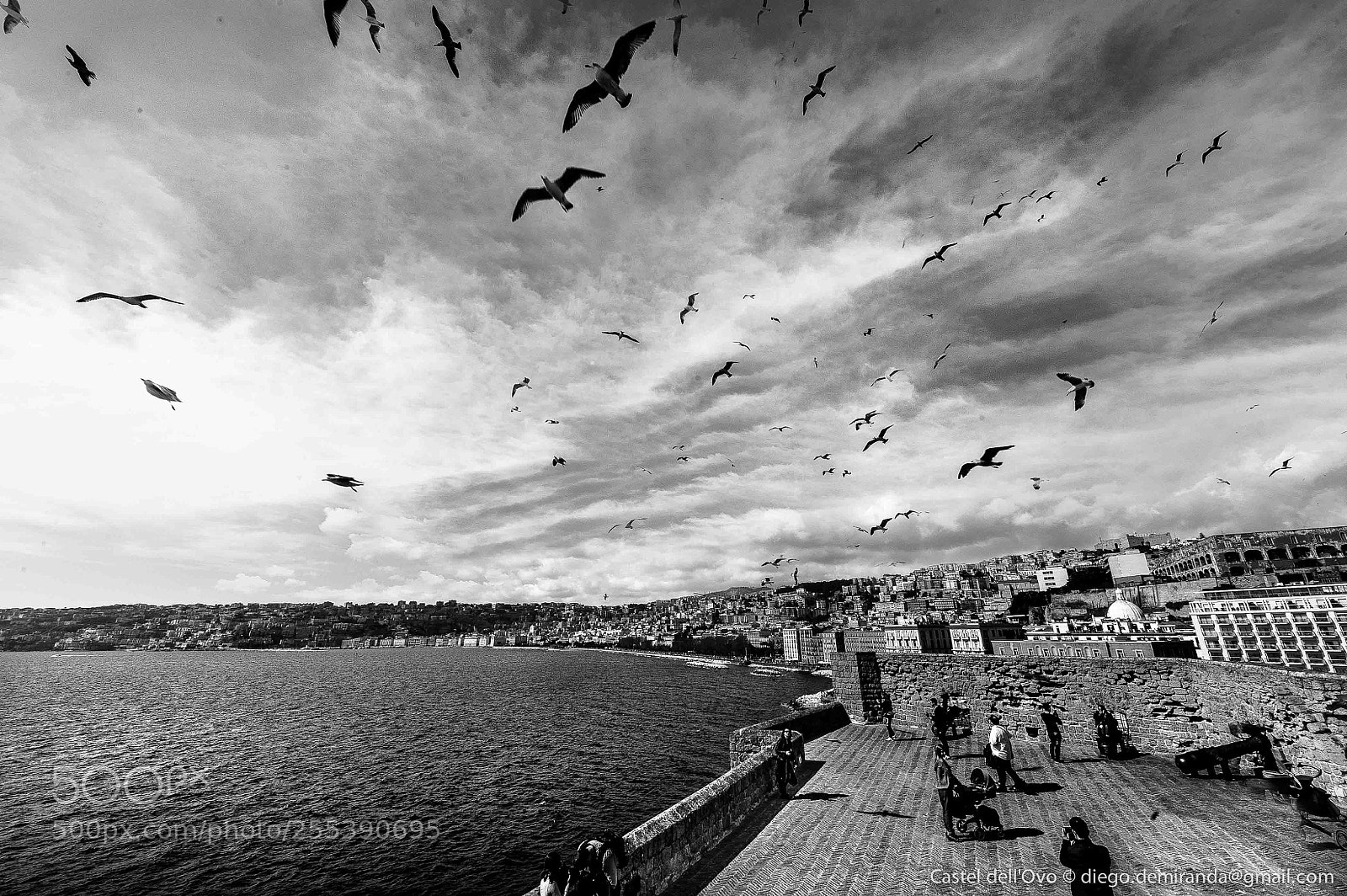 Nikon D700 sample photo. Uccelli photography