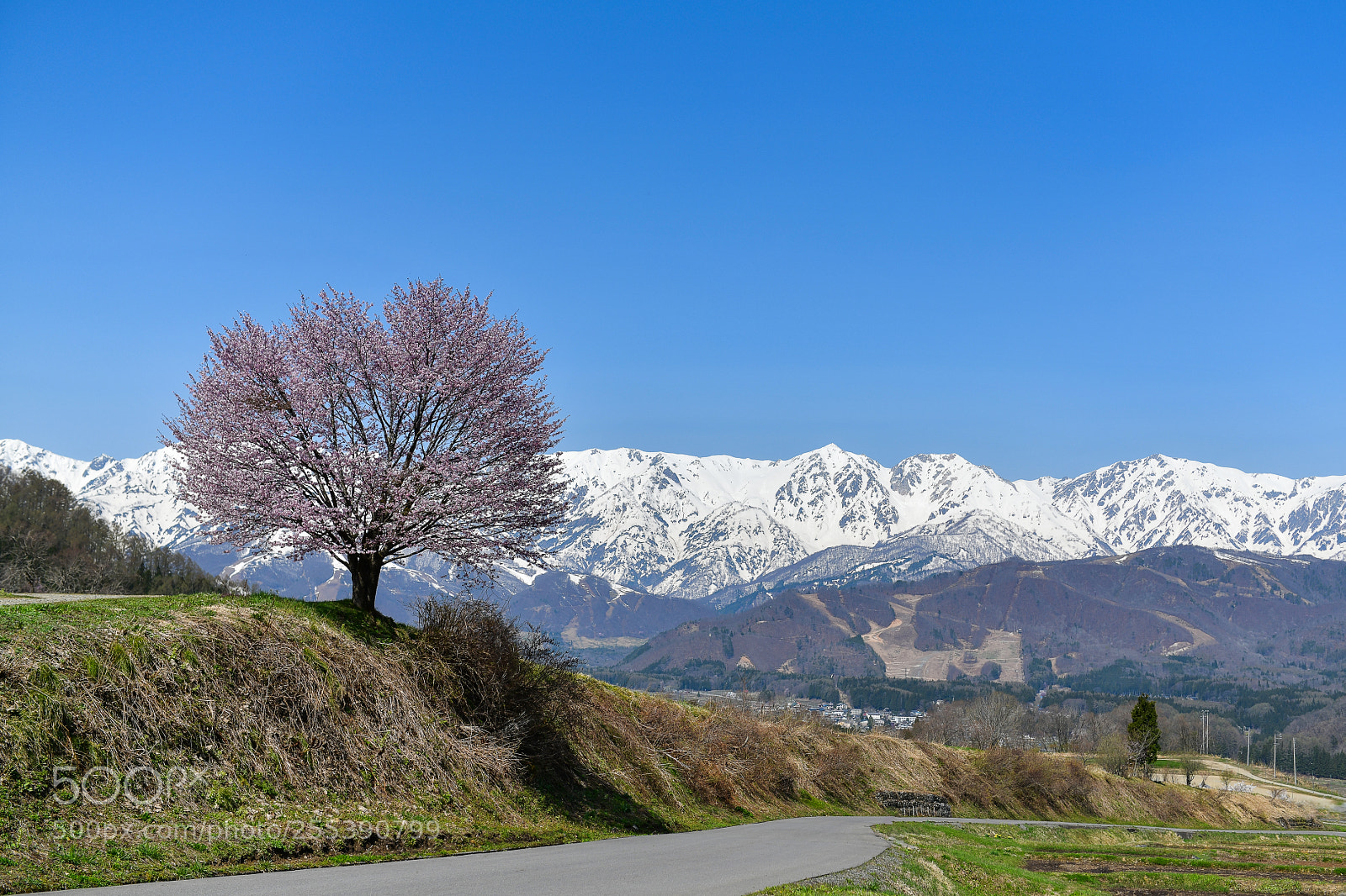Nikon D850 sample photo. Lonely cherry tree photography