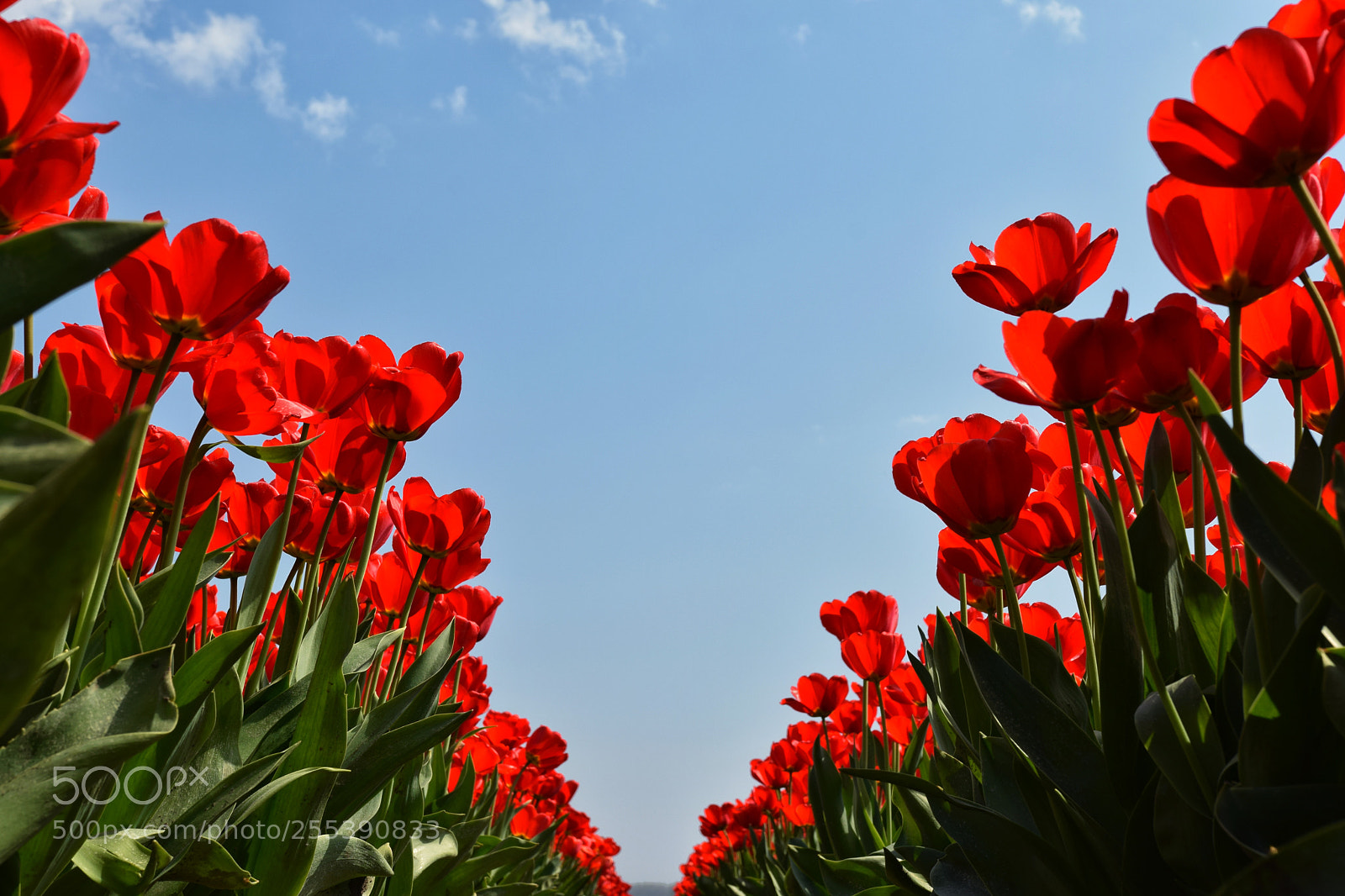 Nikon D3300 sample photo. V-lower photography
