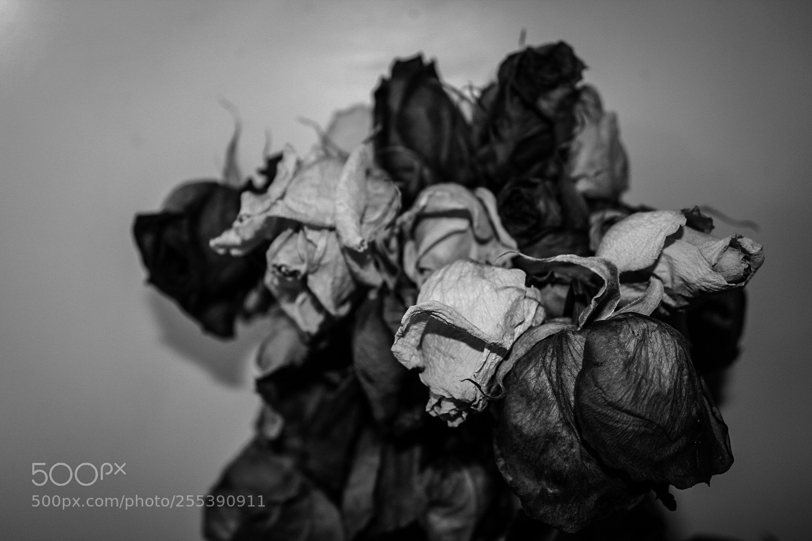 Canon EOS 1300D (EOS Rebel T6 / EOS Kiss X80) sample photo. Dead roses - one photography