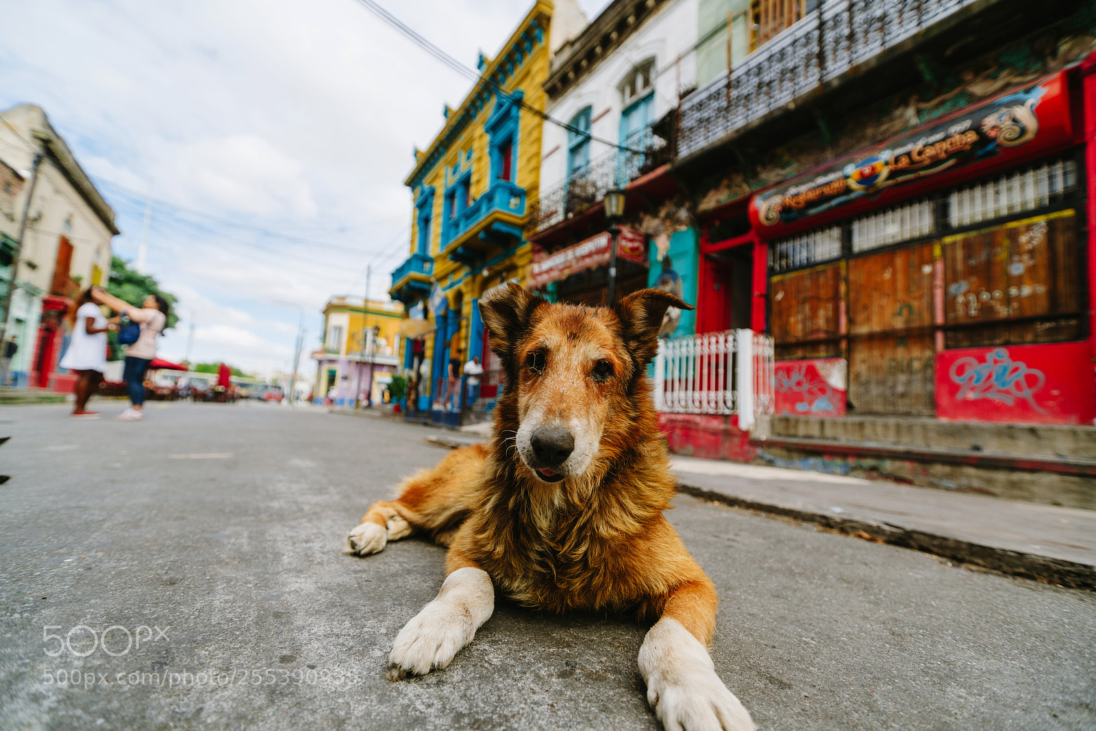 Sony a7R II sample photo. Dog in the colorful photography