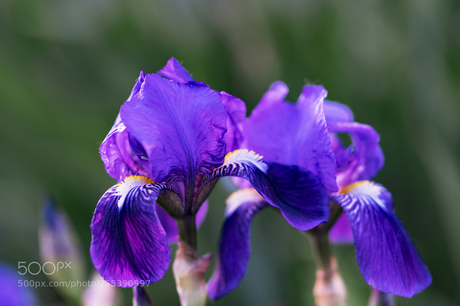 Sony a7R II sample photo. Iris photography