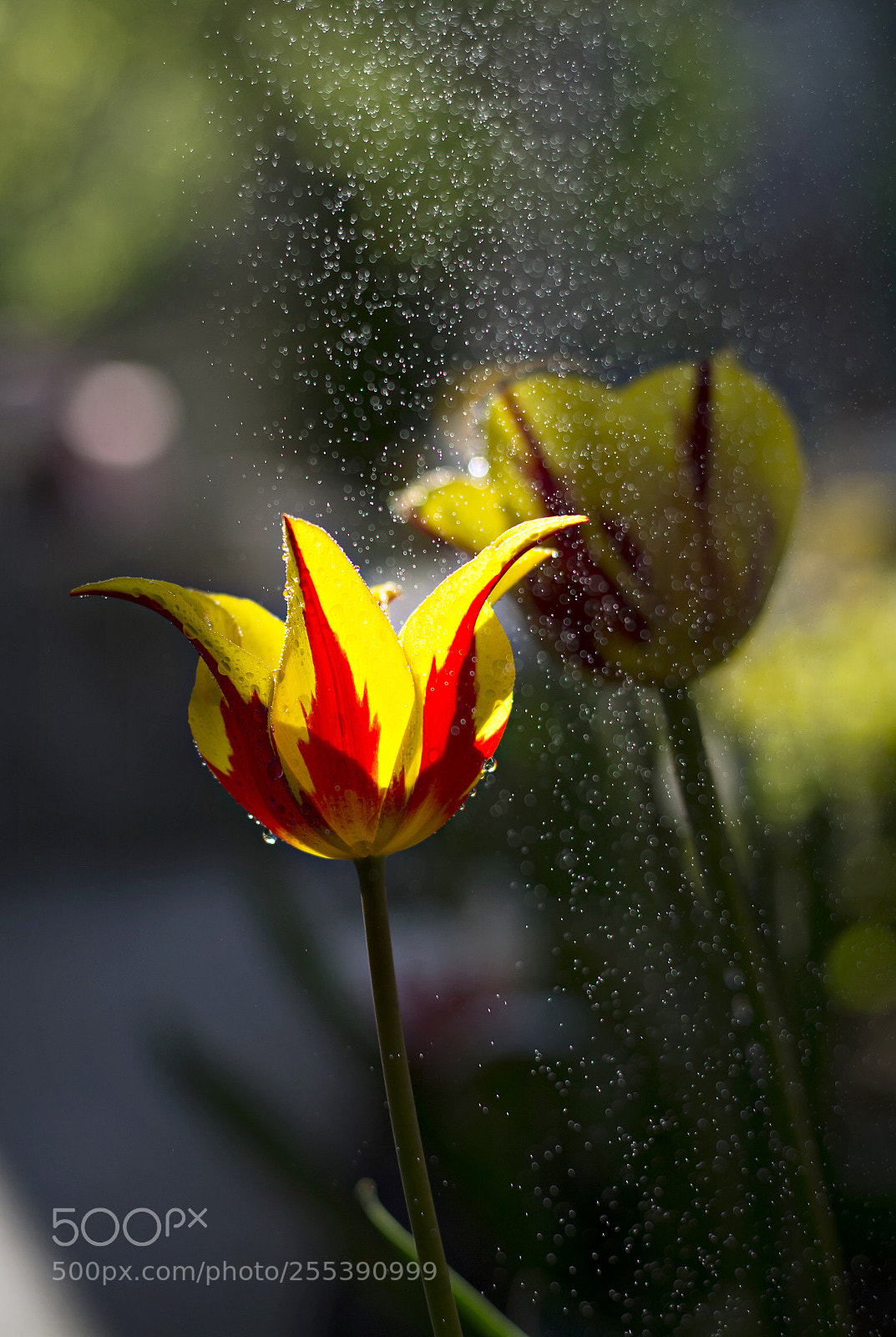 Nikon D7100 sample photo. Tulip dew photography