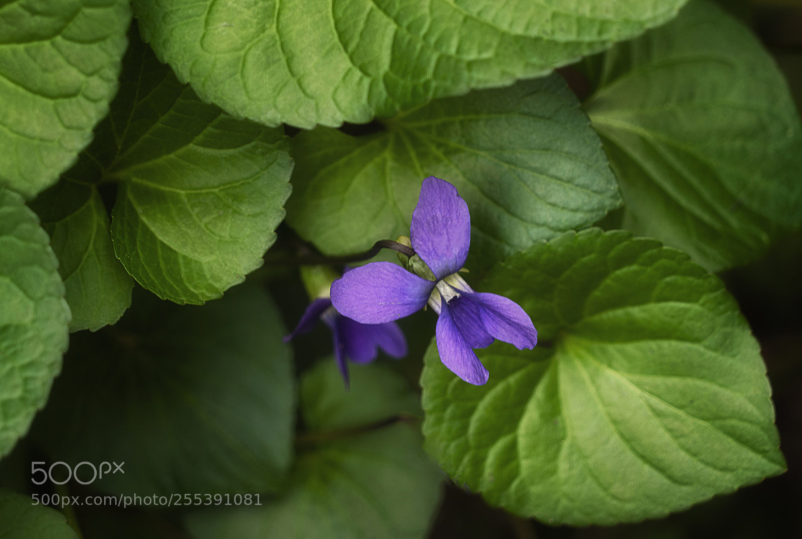 Sony a7R III sample photo. Wild violet photography
