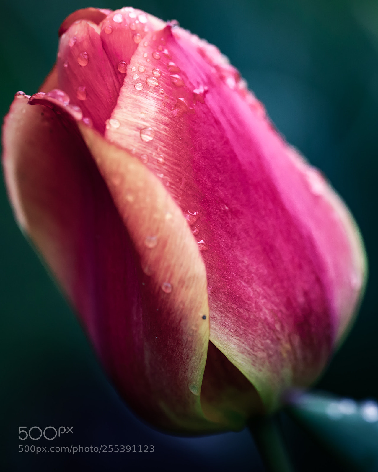 Canon EOS 5D Mark IV sample photo. Tulip drop macro photography