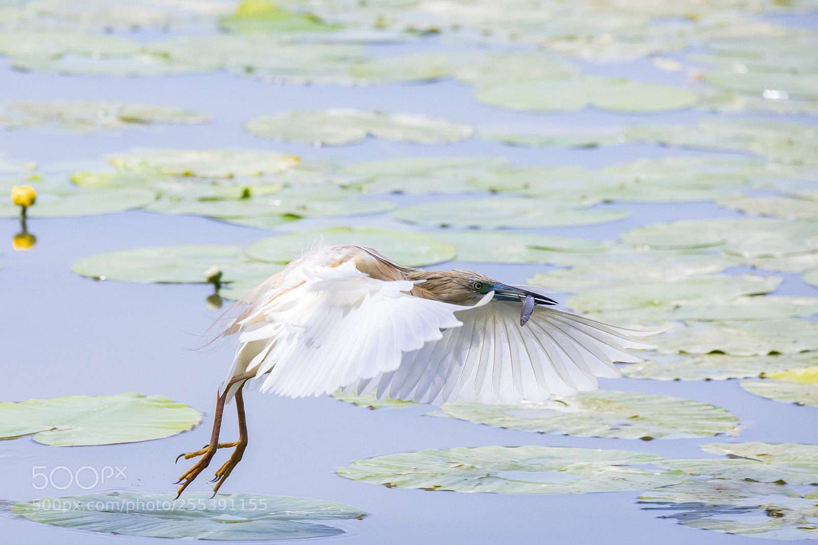 Canon EOS 5D Mark IV sample photo. Sgarza con preda photography