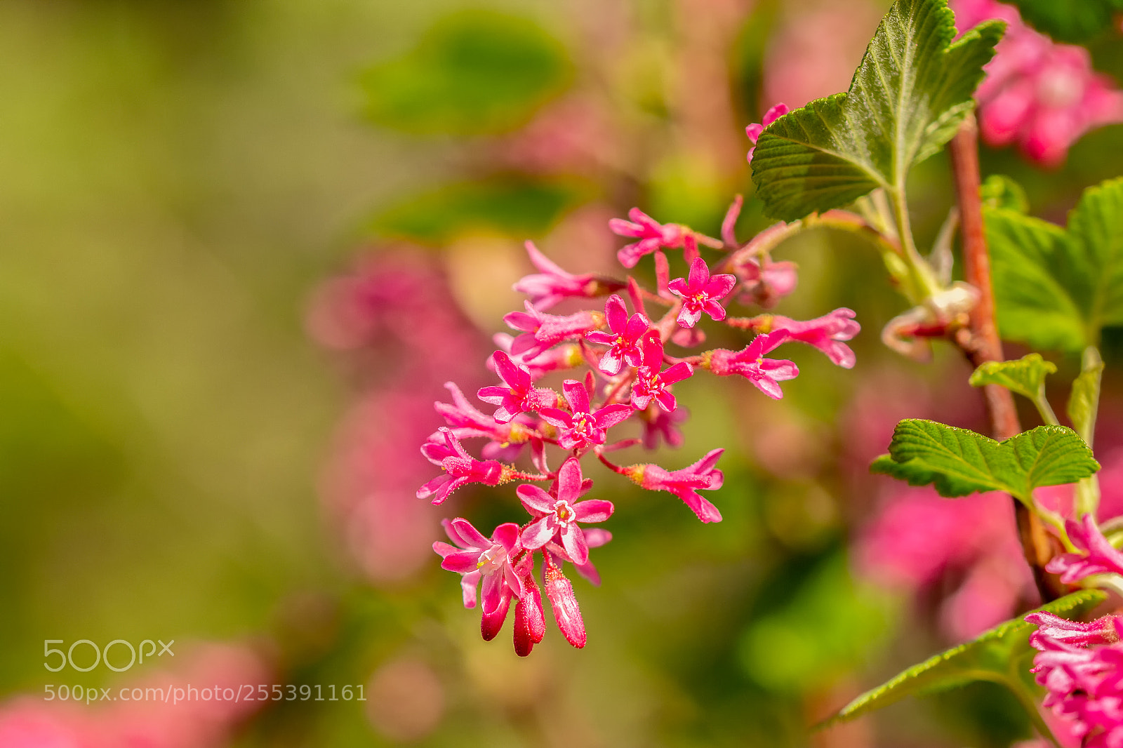 Canon EOS 60D sample photo. Currant photography