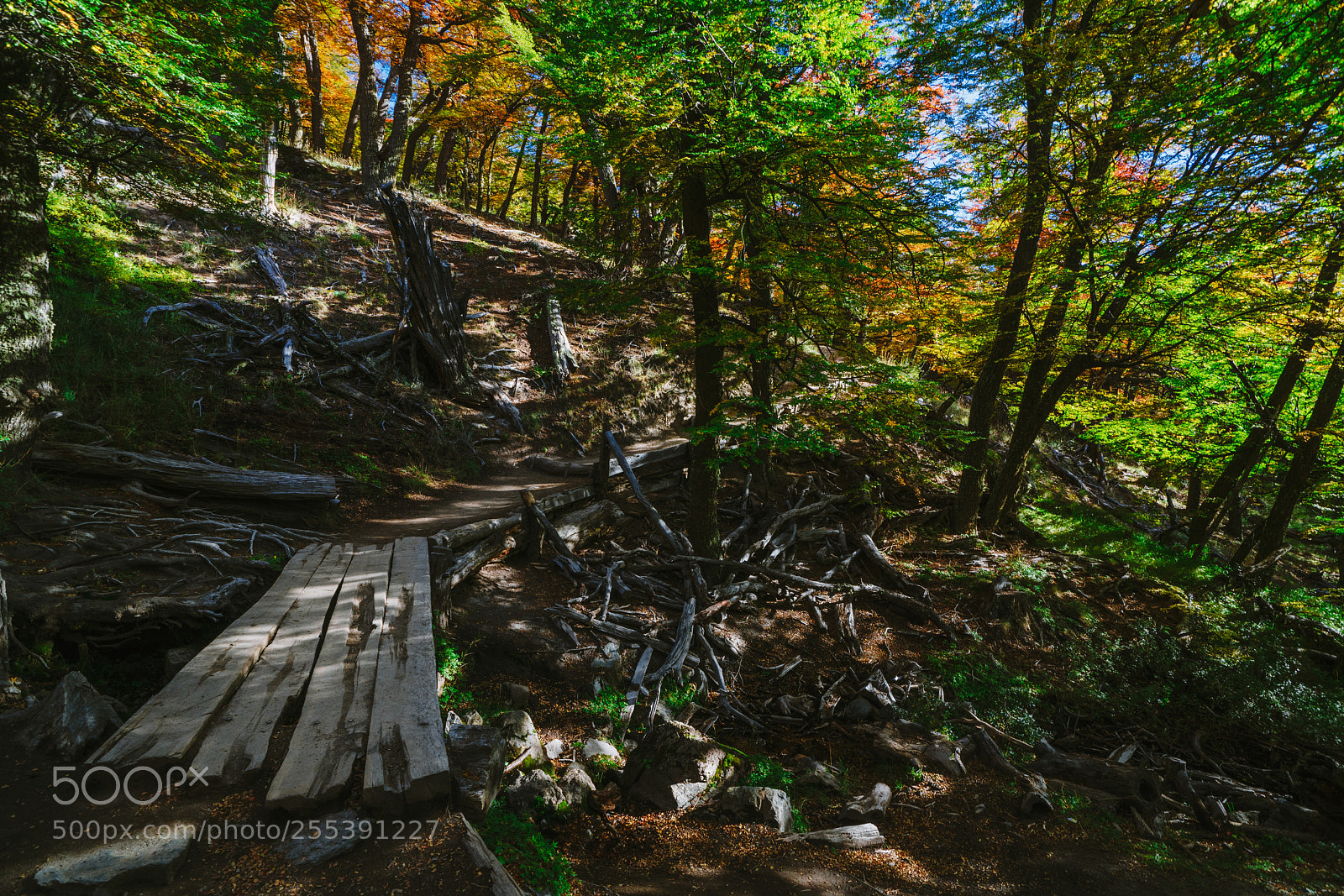 Sony a7R II sample photo. Bright colors of autumn photography