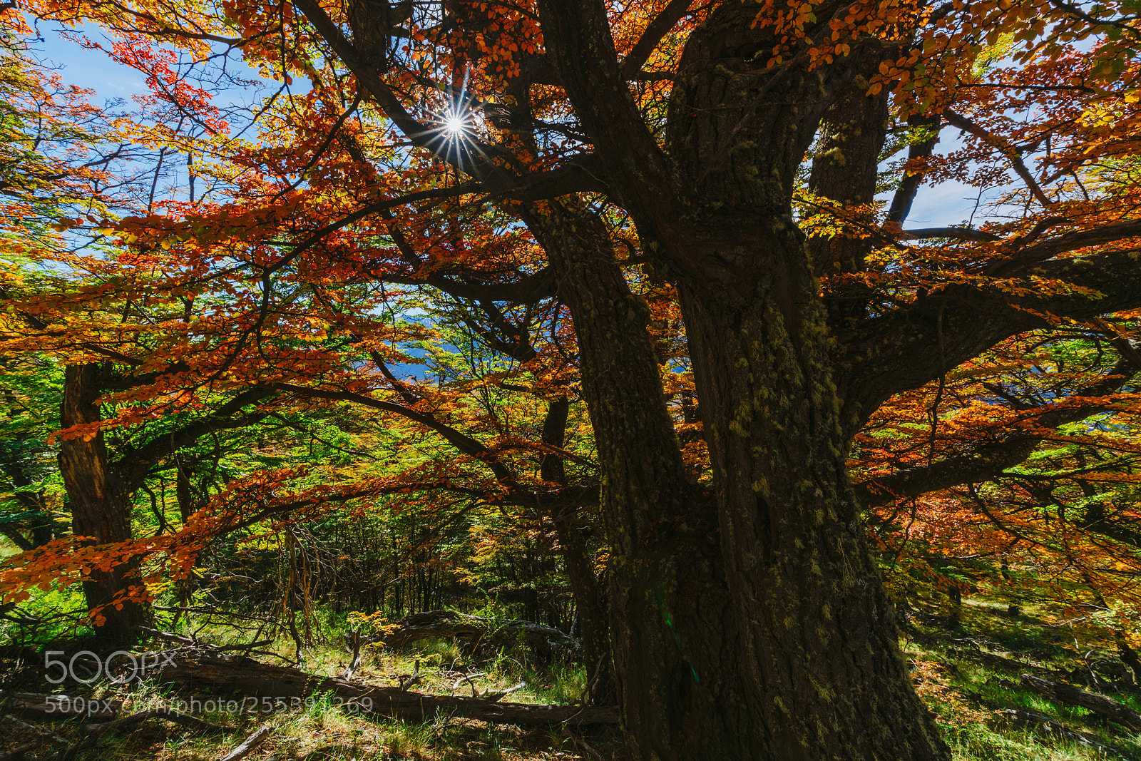 Sony a7R II sample photo. Bright colors of autumn photography