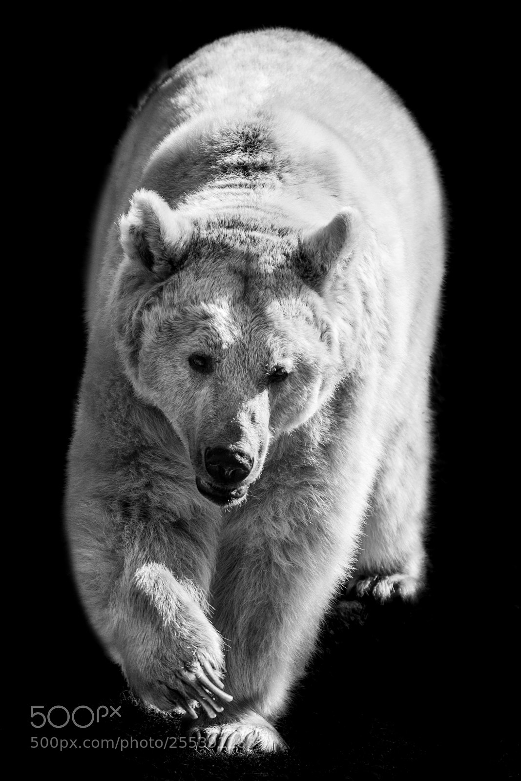 Canon EOS 5D Mark II sample photo. White bear photography