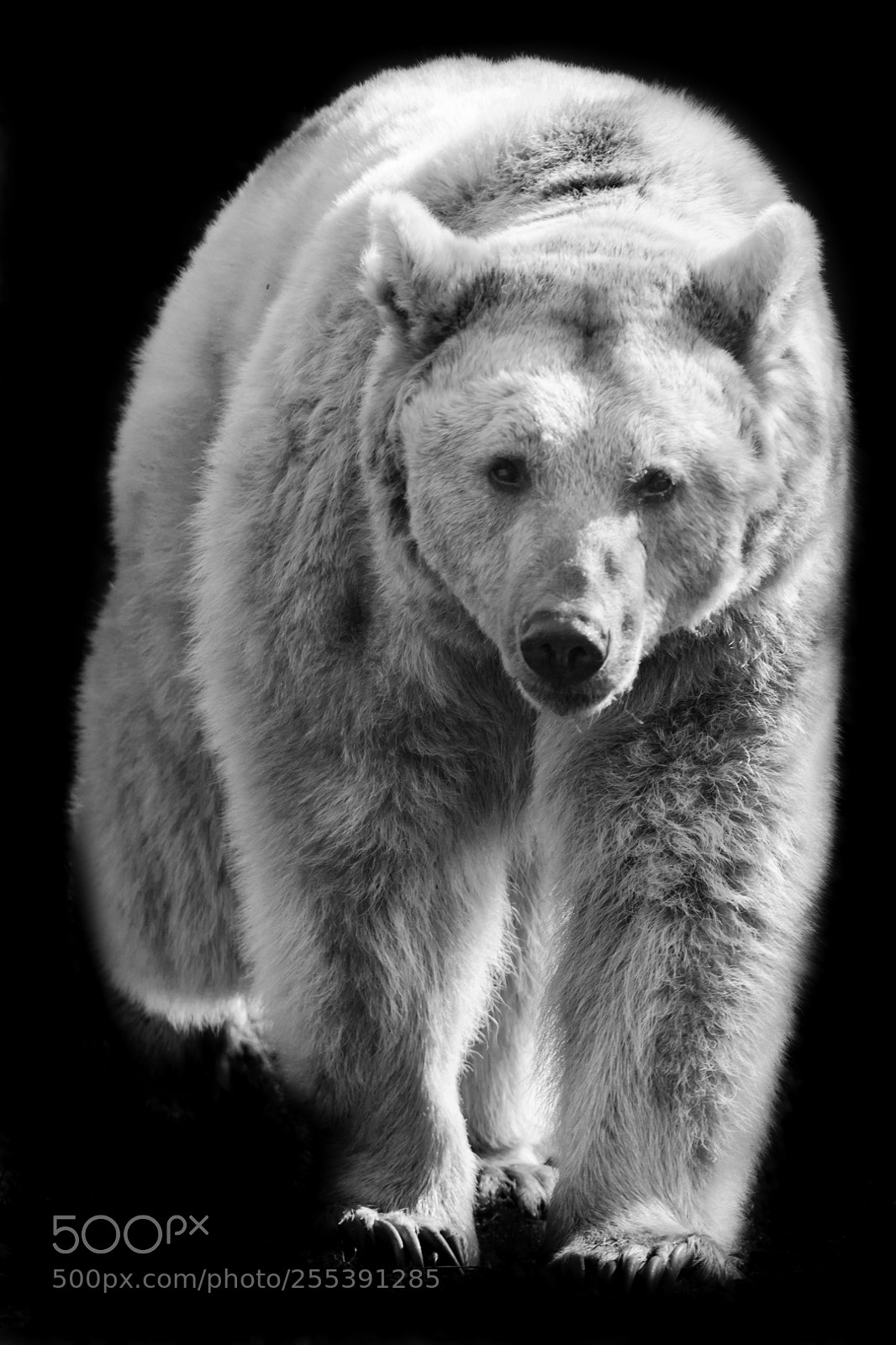 Canon EOS 5D Mark II sample photo. White bear photography