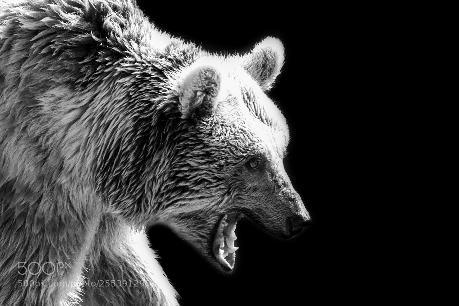 Canon EOS 5D Mark II sample photo. White bear photography