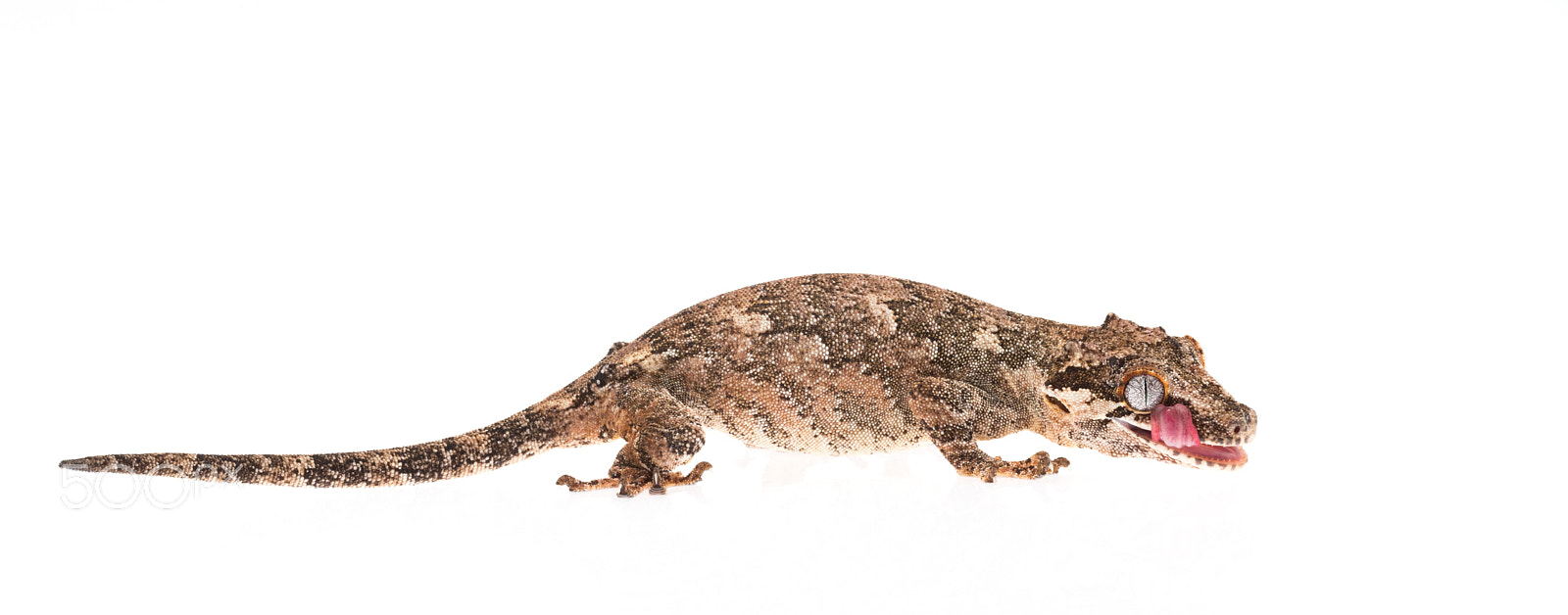 Nikon D800 sample photo. Gorgoyle gecko photography