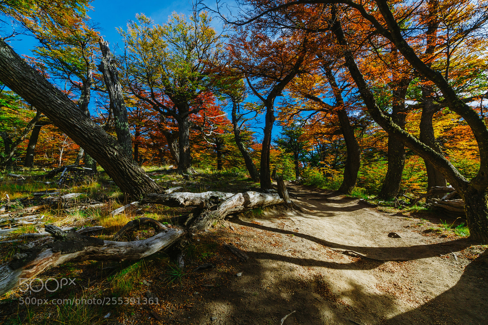Sony a7R II sample photo. Bright colors of autumn photography