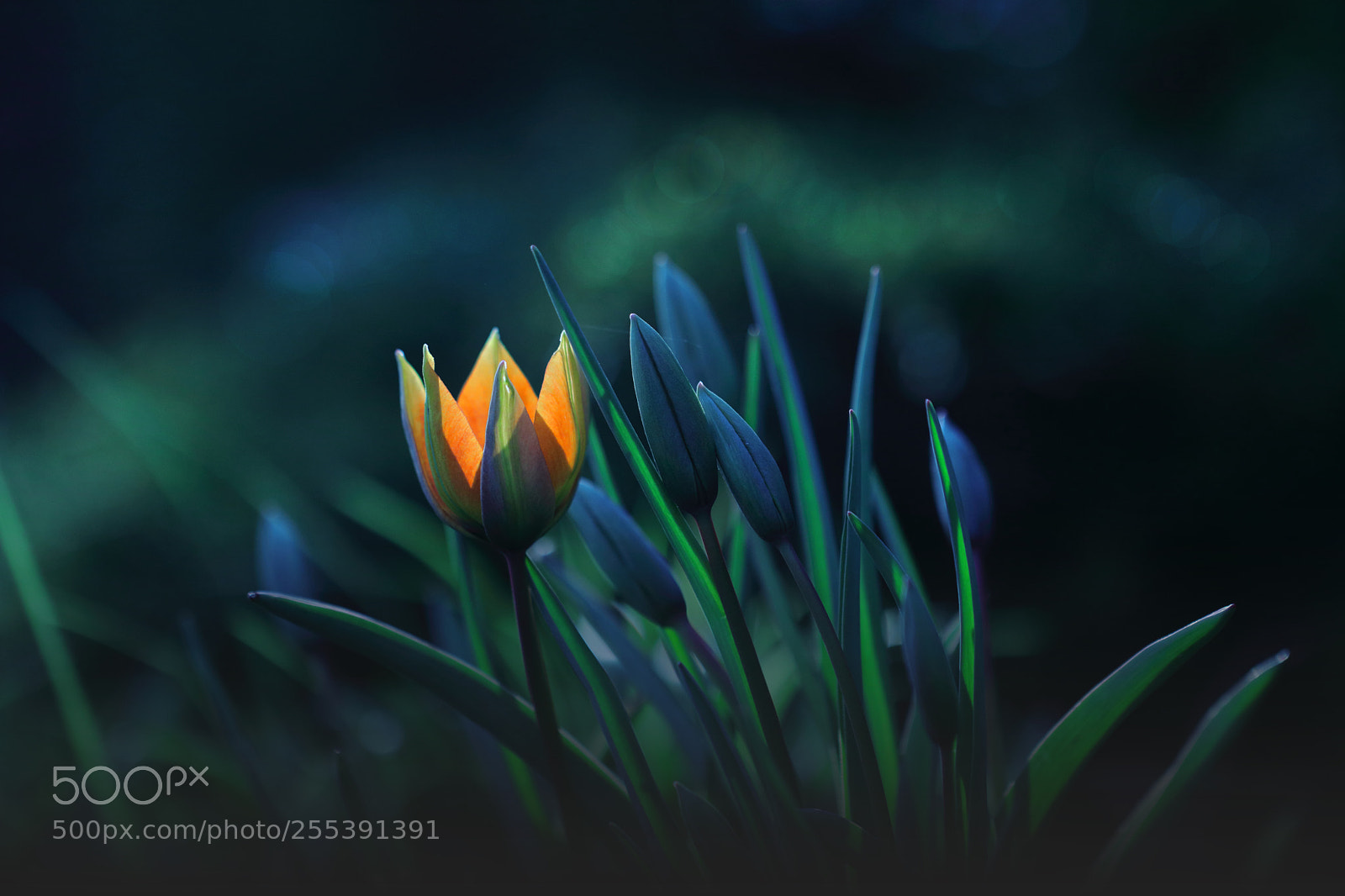 Canon EOS 80D sample photo. Tulips 4 photography