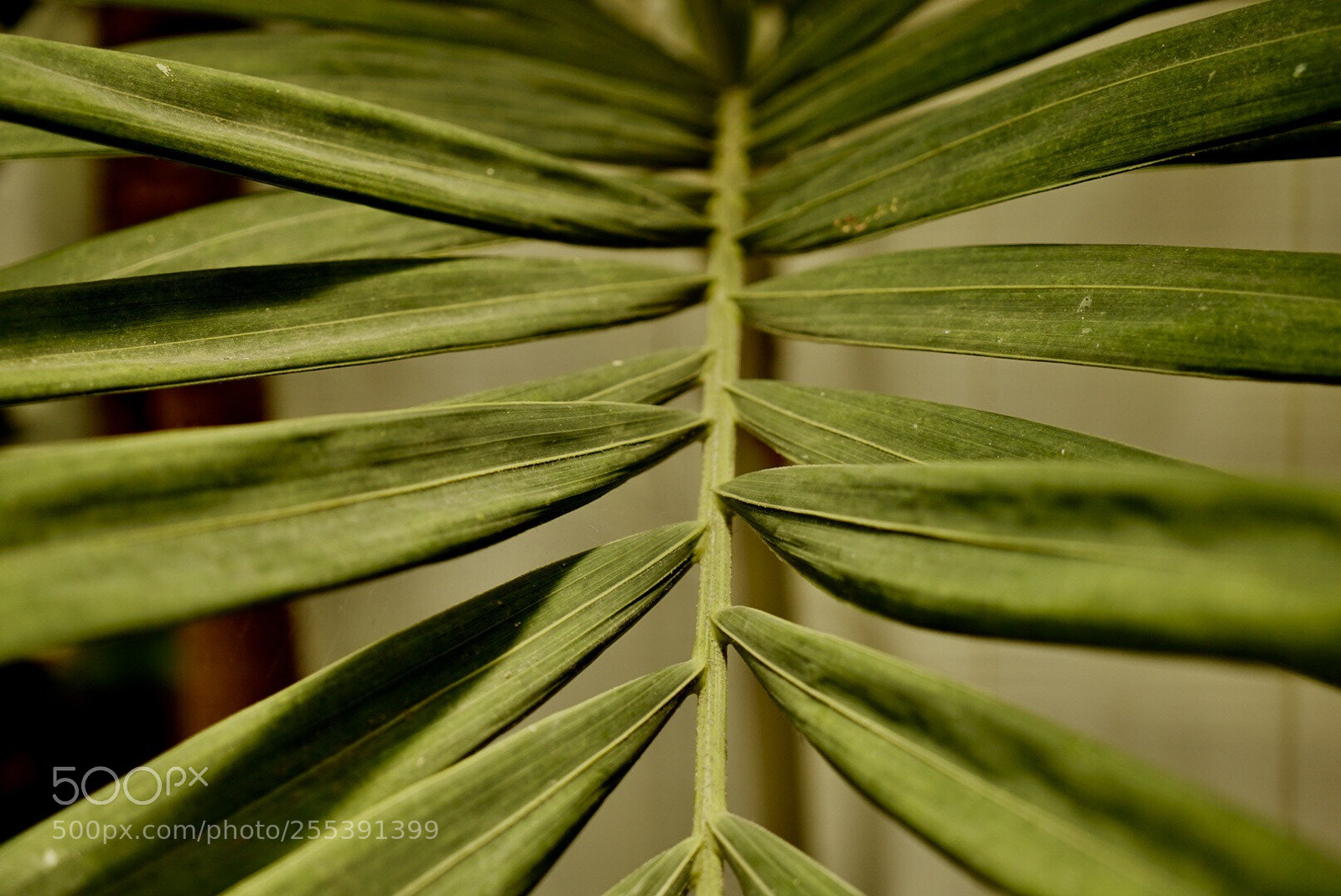 Sony a7 II sample photo. Crece desde el pie photography