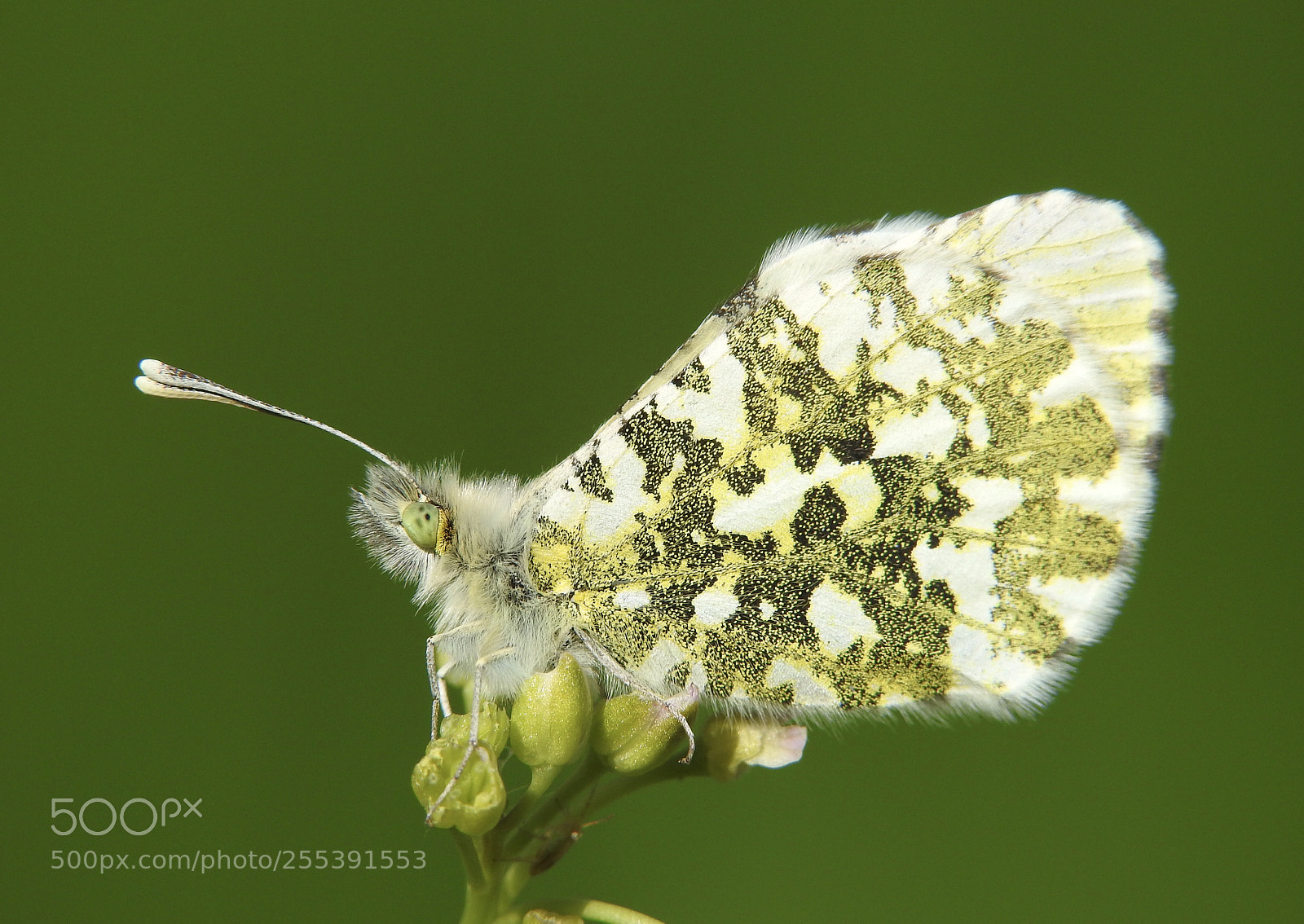 Nikon Coolpix P900 sample photo. My first orange tip photography