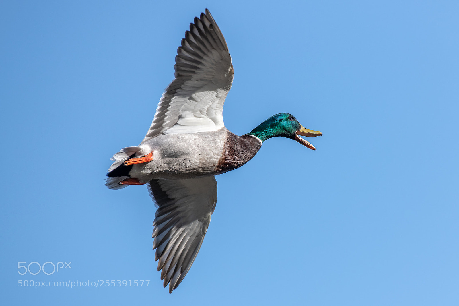 Nikon D850 sample photo. Mallard photography