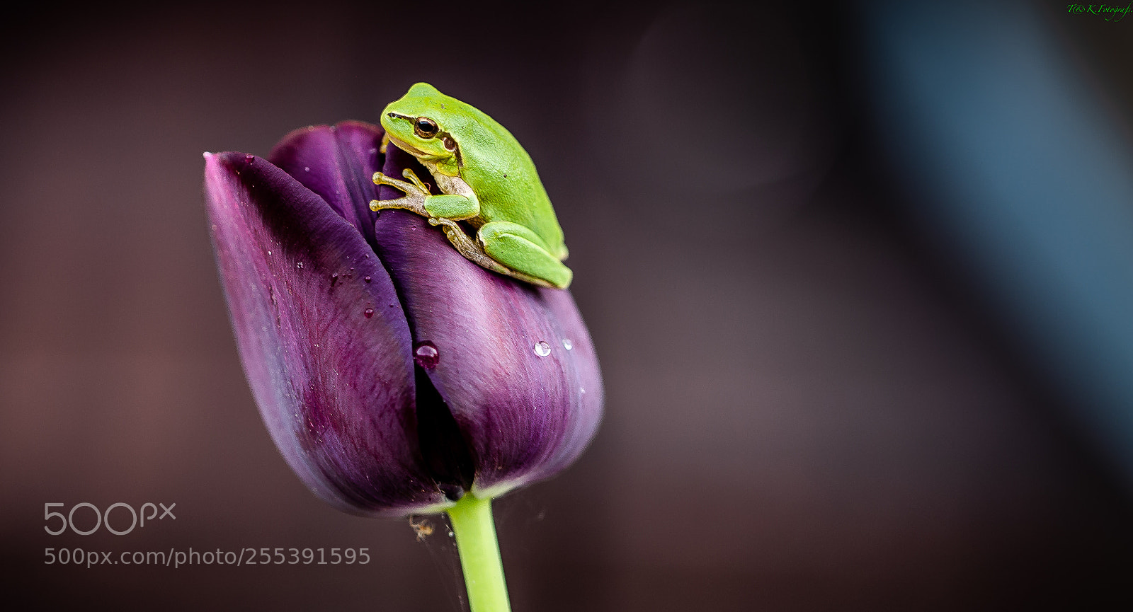 Canon EOS 6D sample photo. Flower & frog ( rainette ) photography