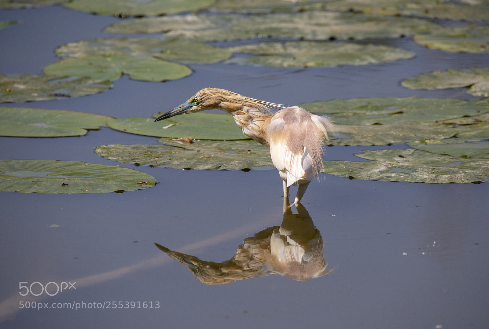 Canon EOS 5D Mark IV sample photo. Squacco in the mirror photography