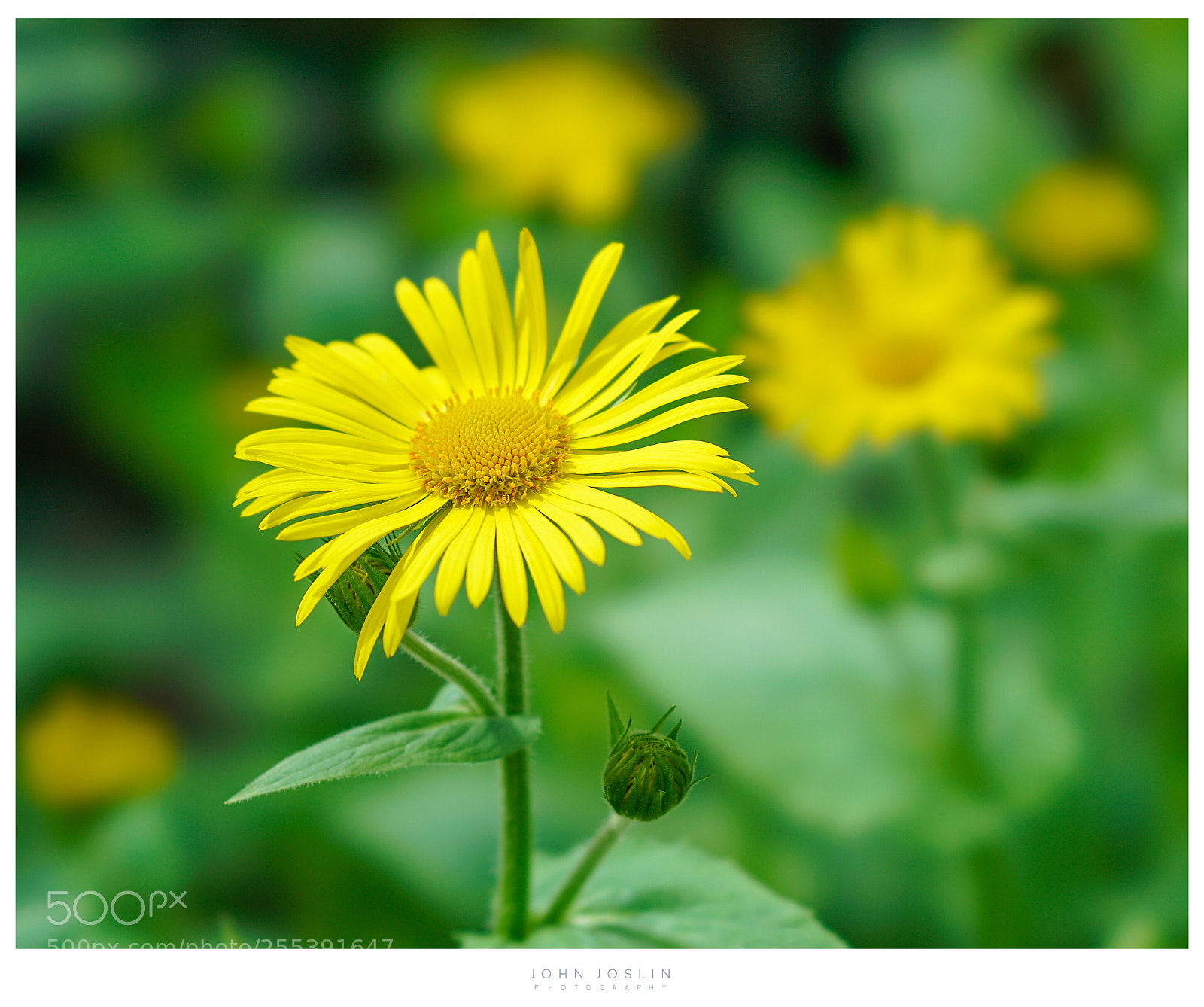 Sony a7R II sample photo. Miniature sun photography