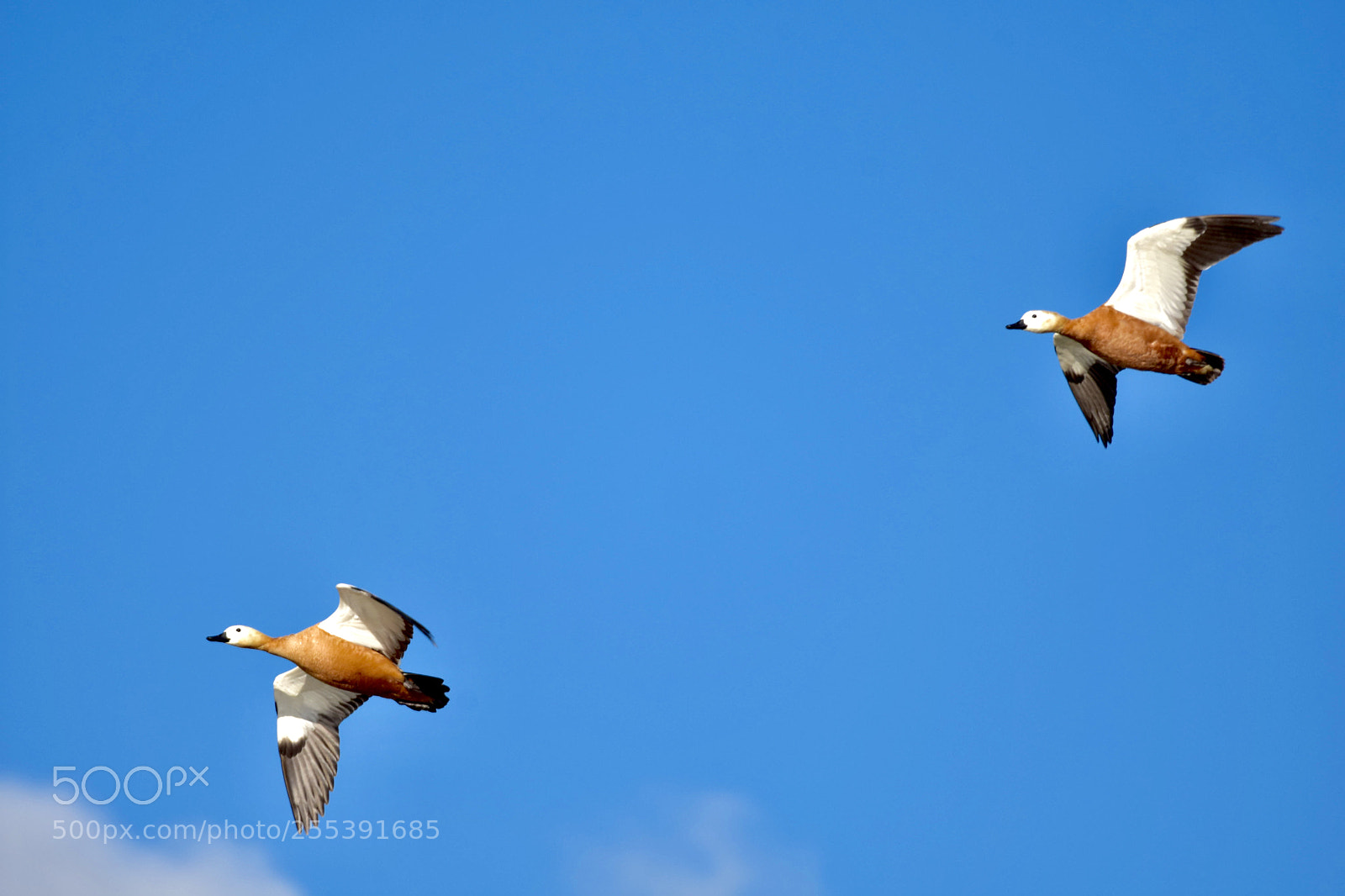 Nikon D7200 sample photo. Fly photography