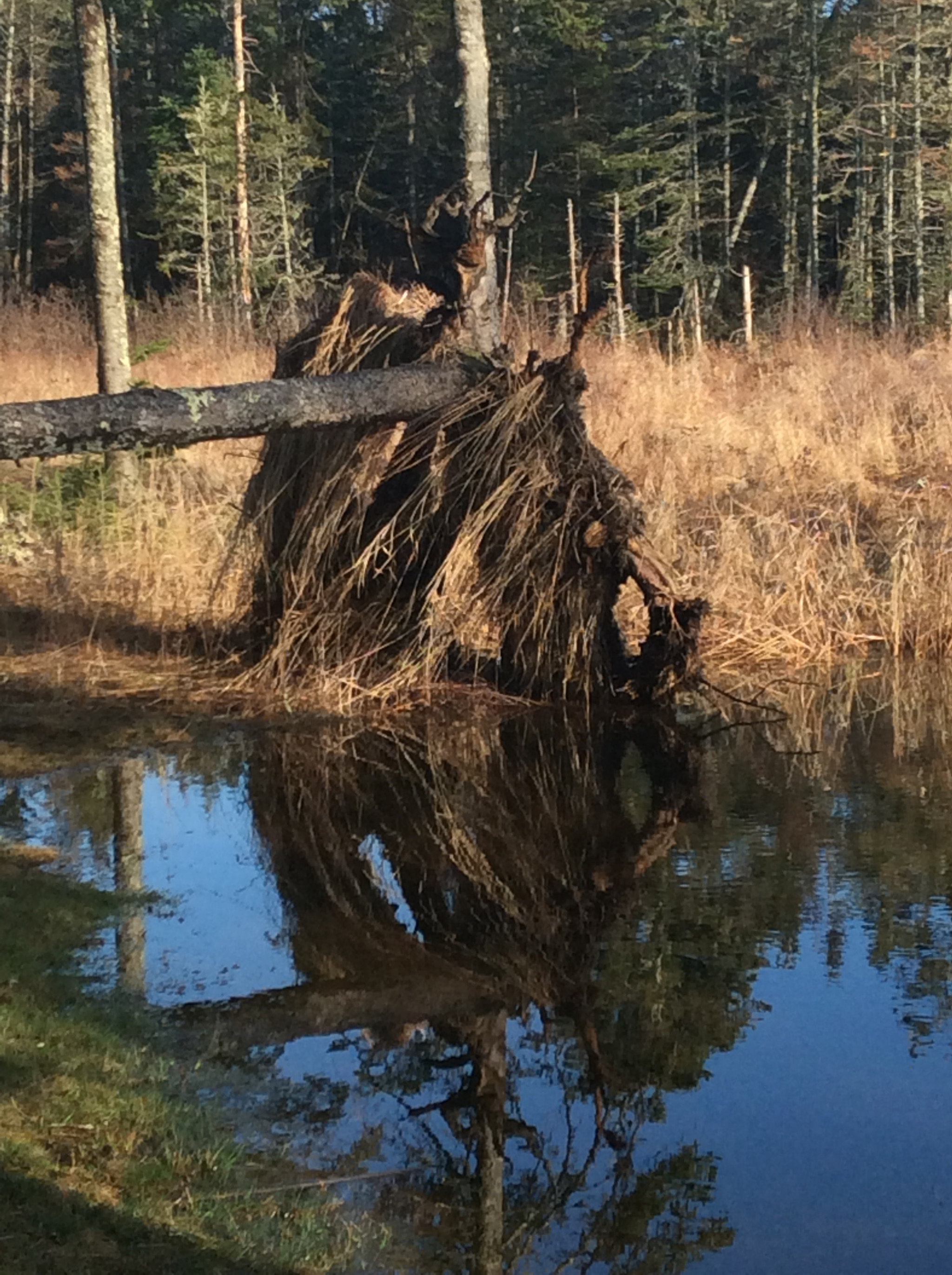 Apple iPad mini 2 sample photo. Reflection photography