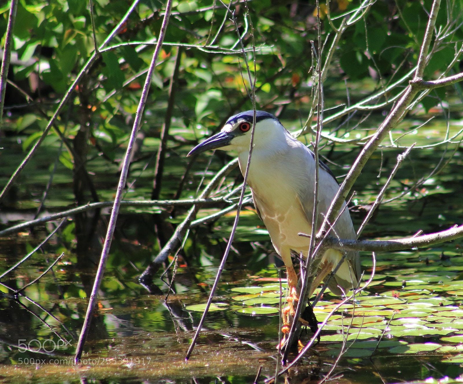 Canon EOS 60D sample photo. Black crowned night heron photography