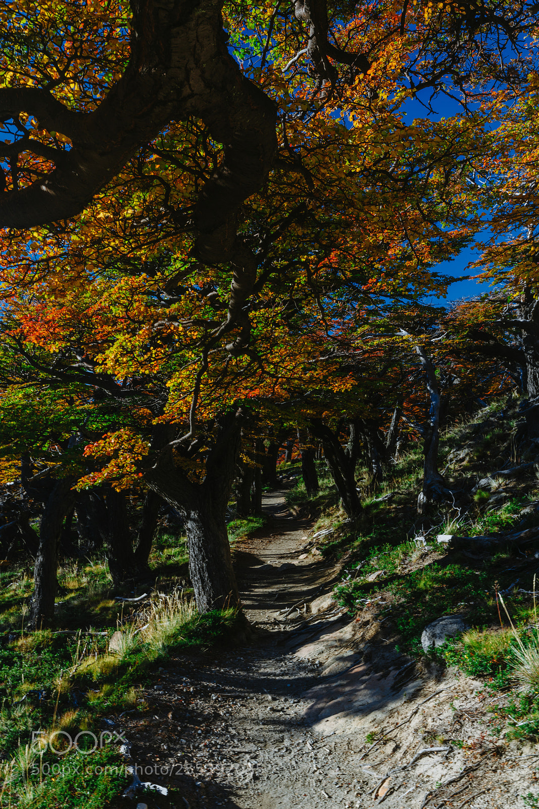 Sony a7R II sample photo. Bright colors of autumn photography